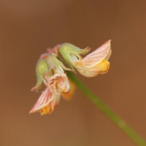 Photographie n°778564 du taxon Hippocrepis ciliata Willd. [1808]