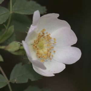 Photographie n°778636 du taxon Rosa agrestis Savi [1798]