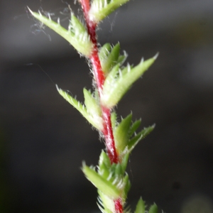 Photographie n°778705 du taxon Saxifraga aspera L. [1753]