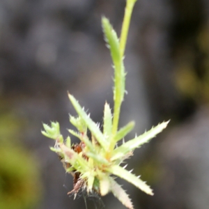 Photographie n°778707 du taxon Saxifraga aspera L. [1753]