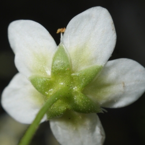 Photographie n°778711 du taxon Saxifraga aspera L. [1753]