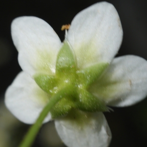 Photographie n°778713 du taxon Saxifraga aspera L. [1753]