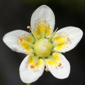 Photographie n°778714 du taxon Saxifraga aspera L. [1753]