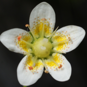 Saxifraga aspera L. (Saxifrage rude)