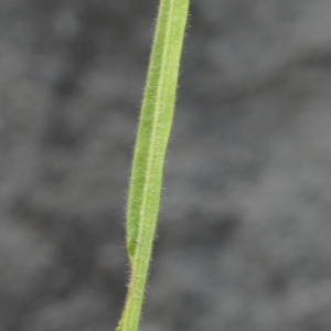 Photographie n°778719 du taxon Genista sagittalis L. [1753]
