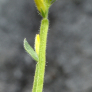 Photographie n°778720 du taxon Genista sagittalis L. [1753]