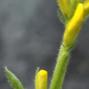 Photographie n°778721 du taxon Genista sagittalis L. [1753]