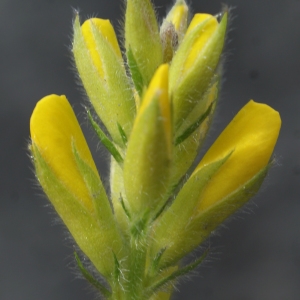 Photographie n°778723 du taxon Genista sagittalis L. [1753]