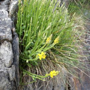 Photographie n°778724 du taxon Genista sagittalis L. [1753]