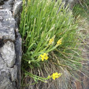 Photographie n°778725 du taxon Genista sagittalis L. [1753]