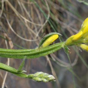 Photographie n°778726 du taxon Genista sagittalis L. [1753]