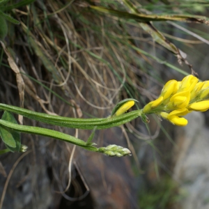 Photographie n°778728 du taxon Genista sagittalis L. [1753]