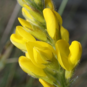 Photographie n°778729 du taxon Genista sagittalis L. [1753]