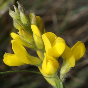 Photographie n°778730 du taxon Genista sagittalis L. [1753]