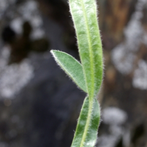 Photographie n°778731 du taxon Genista sagittalis L. [1753]