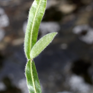 Photographie n°778732 du taxon Genista sagittalis L. [1753]