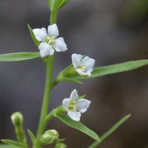 Photographie n°778833 du taxon Thesium alpinum L. [1753]