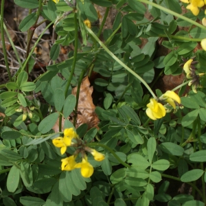 Photographie n°778843 du taxon Coronilla minima L. [1756]