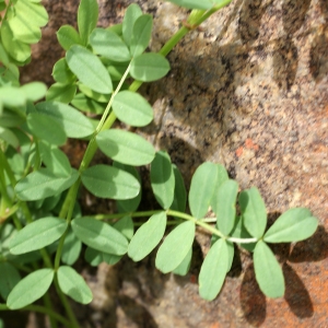 Photographie n°778844 du taxon Coronilla minima L. [1756]