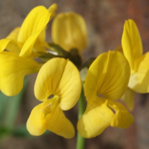 Photographie n°778847 du taxon Coronilla minima L. [1756]