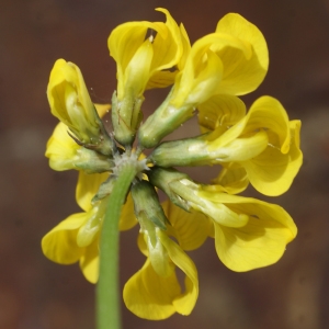 Photographie n°778850 du taxon Coronilla minima L. [1756]