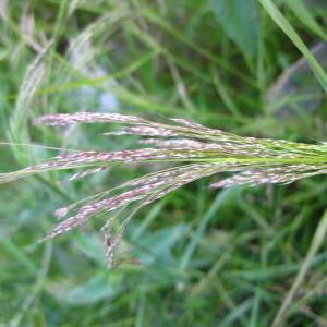 Photographie n°778854 du taxon Panicum miliaceum L. [1753]