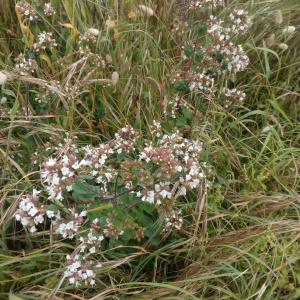 Photographie n°778981 du taxon Origanum vulgare subsp. vulgare 