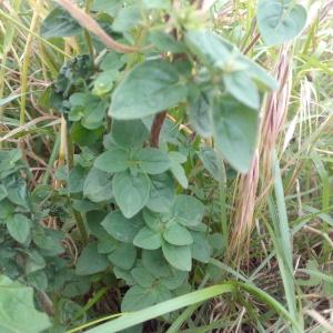 Photographie n°778989 du taxon Origanum vulgare subsp. vulgare 