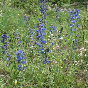 Photographie n°779049 du taxon Echium vulgare L. [1753]