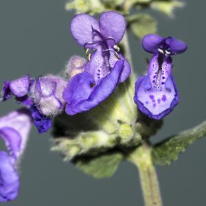 Photographie n°779053 du taxon Nepeta x faassenii Bergmans ex Stearn [1950]