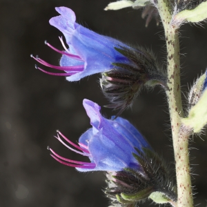 Photographie n°779059 du taxon Echium vulgare L. [1753]