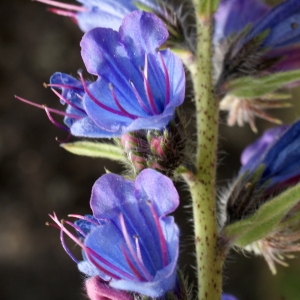 Photographie n°779062 du taxon Echium vulgare L. [1753]