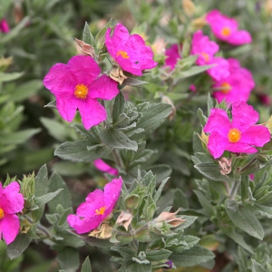 Photographie n°779104 du taxon Cistus albidus L. [1753]