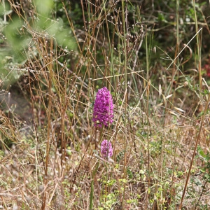 Photographie n°779110 du taxon Anacamptis pyramidalis (L.) Rich. [1817]