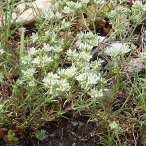 Photographie n°779123 du taxon Scleranthus perennis L. [1753]