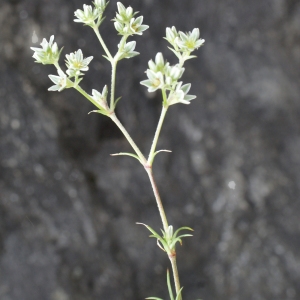 Photographie n°779125 du taxon Scleranthus perennis L. [1753]