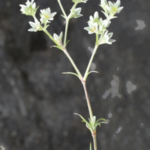 Photographie n°779126 du taxon Scleranthus perennis L. [1753]