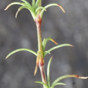 Photographie n°779127 du taxon Scleranthus perennis L. [1753]