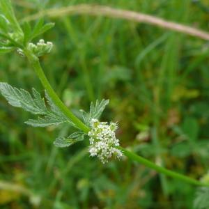 Photographie n°779295 du taxon Torilis nodosa subsp. nodosa 