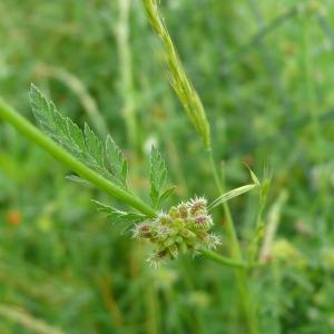 Photographie n°779296 du taxon Torilis nodosa subsp. nodosa 