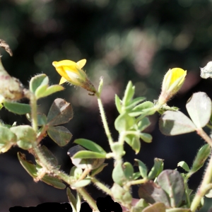 Photographie n°779503 du taxon Lotus edulis L. [1753]