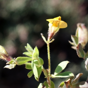 Photographie n°779505 du taxon Lotus edulis L. [1753]