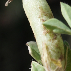 Photographie n°779507 du taxon Lotus edulis L. [1753]