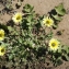  Liliane Roubaudi - Arctotheca calendula (L.) Levyns [1942]