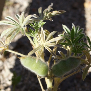 Photographie n°779524 du taxon Lupinus micranthus Guss. [1828]