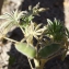  Liliane Roubaudi - Lupinus micranthus Guss. [1828]