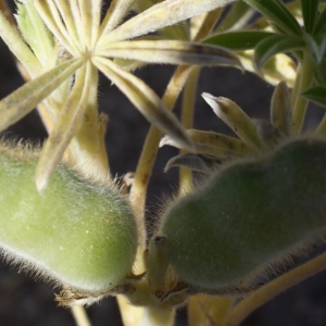 Photographie n°779525 du taxon Lupinus micranthus Guss. [1828]