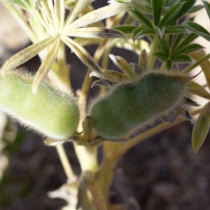 Photographie n°779526 du taxon Lupinus micranthus Guss. [1828]