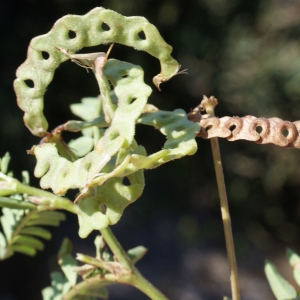  - Hippocrepis multisiliquosa L. [1753]