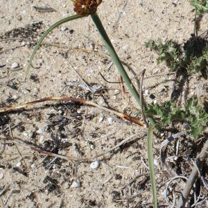 Photographie n°779615 du taxon Juncus capitatus Weigel [1772]